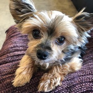 Meet your Posher, Janet